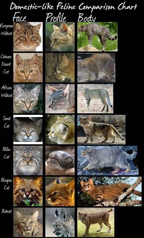 Wild Cats Species List