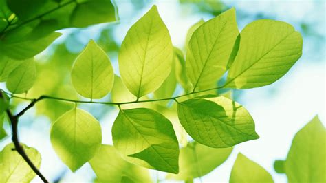 Green Leaves Wallpapers | HD Wallpapers | ID #5527