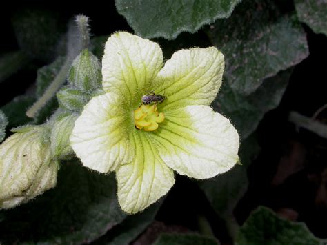 Ecballium elaterium (Cucurbitaceae) image 7013 at PlantSystematics.org