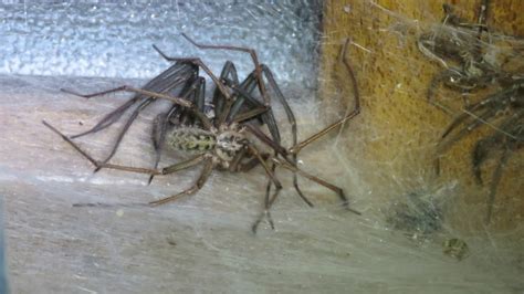 Giant House Spiders - YouTube