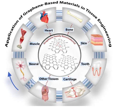 Graphene Oxide and Biological Properties | Encyclopedia MDPI