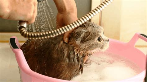 Cat Grooming: Tips for Giving Your Cat a Bath | Rent. Blog