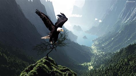 Condor Wallpapers - Wallpaper Cave