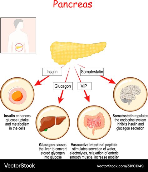 Hormones pancreas gland and human organs Vector Image