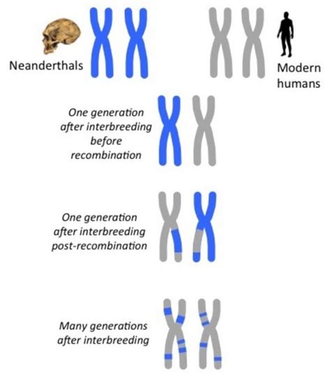 Molecular clocks track human evolution | Human World | EarthSky