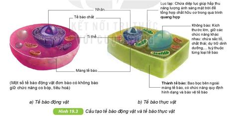 Tế bào là gì? Cấu tạo và chức năng của tế bào - LOVE SCIENCE