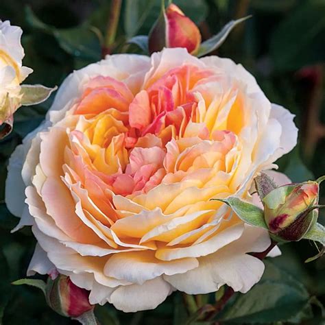 La Park Floribunda Rose | Jackson & Perkins