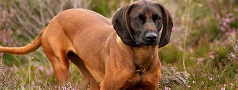 Bavarian Mountain Hound Breed Guide - Learn about the Bavarian Mountain ...