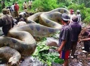 What is the largest size anaconda ever found on the earth? - Discover ...