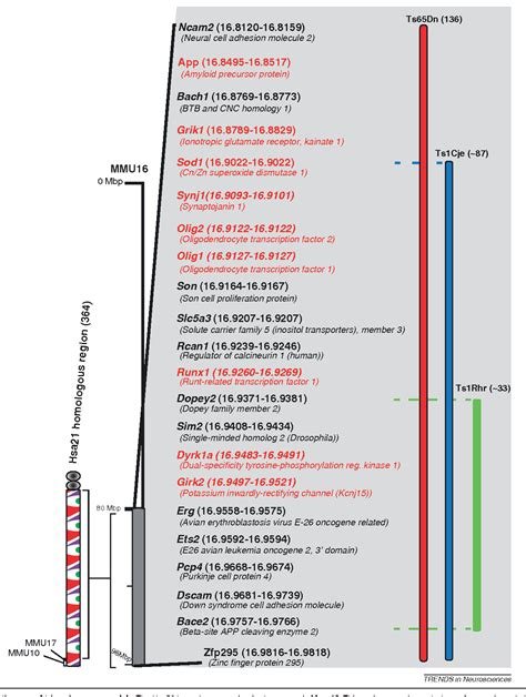 Figure 1 from Trisomy 21 and early brain development | Semantic Scholar