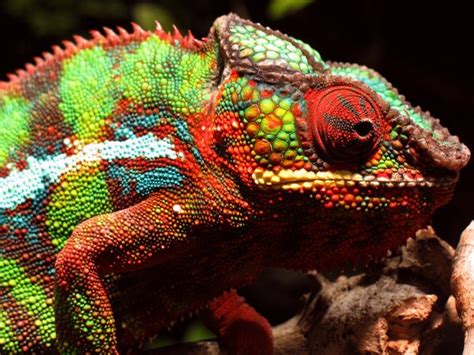 Free stock photos - Rgbstock - Free stock images | Chameleon-Eyes ...