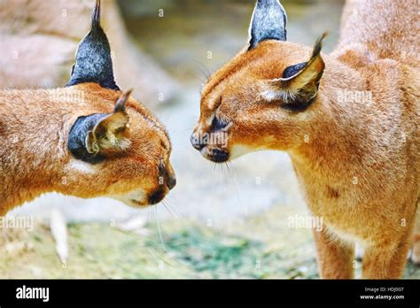 Beautiful and Wild Caracal or Prairie lynx in its natural habitat Stock ...