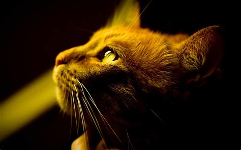 Captivating Cat: HD Wallpaper of a Feline Companion