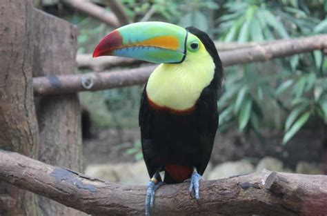 Toucan Facts And Information For Kids With Pictures & Video