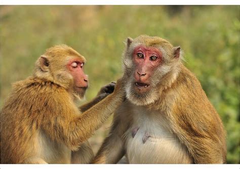 Print of Assam Macaque / Assamese Macaque grooming | Macaque, Primates ...