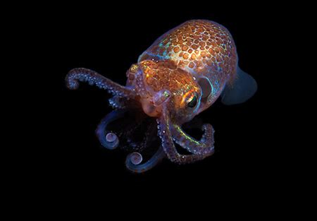 A little squid and its glowing bacteria yield new clues to symbiotic ...