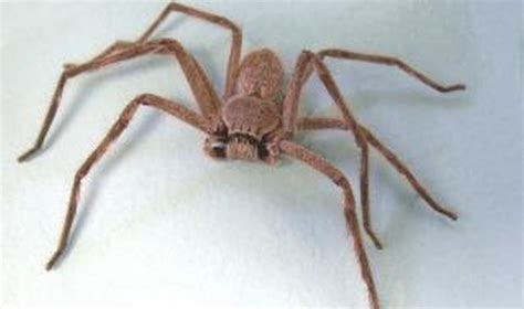 Video: Gargantuan Spider Seen Climbing Inside a Mazda in Australia