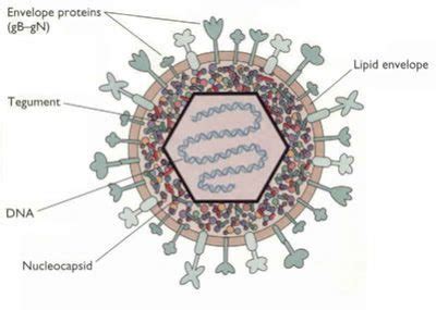 Herpes Simplex Virus (HSV): Structure, Clinical Feature, Lab Diagnosis