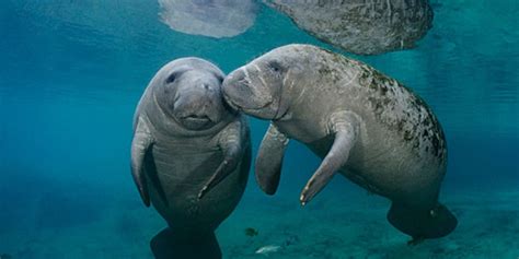 Manatees being spotted west of Florida