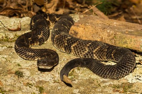 Ohio's 3 Venomous Snakes and How to Avoid Them