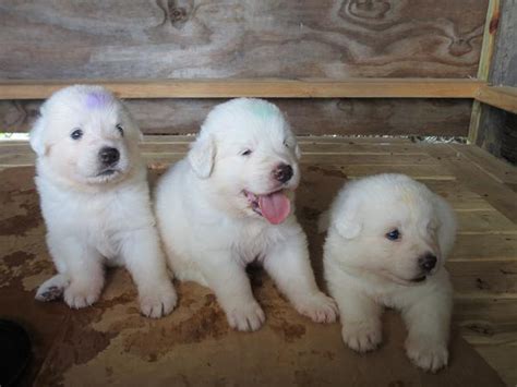 Maremma Sheepdog Info, Temperament, Training, Puppies, Pictures