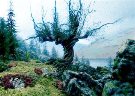 Enchanting: An image of the Whomping Willow tree within the grounds of ...