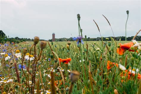 Field flowers – free photo on Barnimages