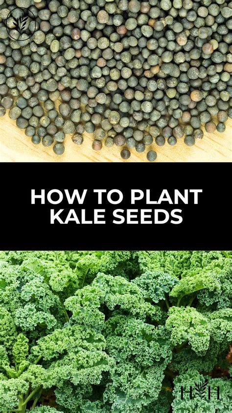 How to plant kale seeds 🌱 🥬 Unlocking the secrets to a bountiful harvest