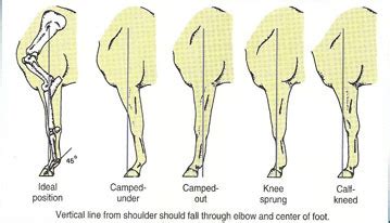 Equine-101 — Horse Conformation Part 5