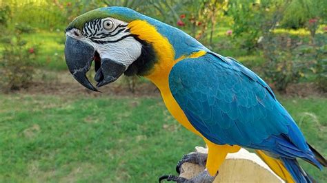 Macaw Natural Sounds and Calls - YouTube