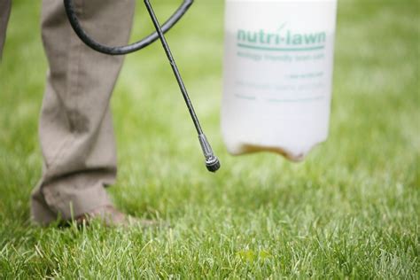 Don't Let Weeds Take Over Your Lawn: Tips for Effective Weed Control