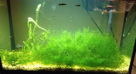 an aquarium filled with lots of green grass