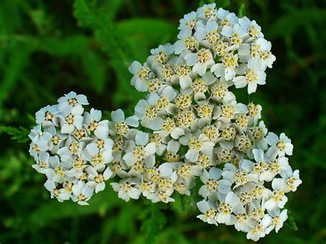 Achillea millefolium (Common Yarrow) - World of Flowering Plants