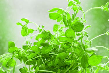 Marjoram Essential Oil | Uses, Benefits, & Where to Buy