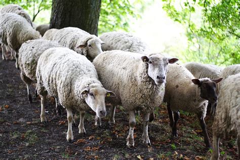 Lacaune laitière : Tout savoir sur la race ovine lacaune laitière - Les ...