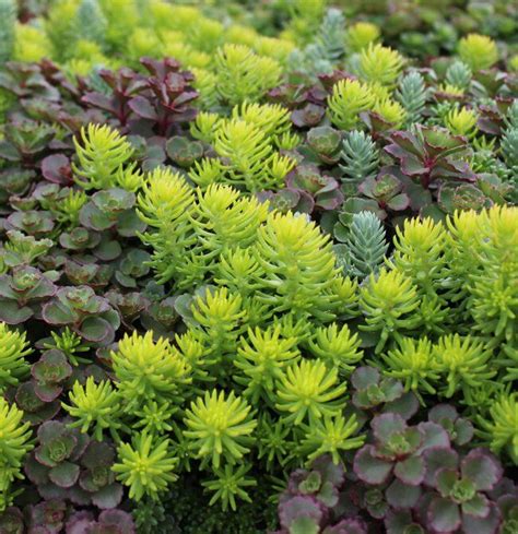 20 Impossible-to-Kill Outdoor Plants | Sedum plant, Sedum garden ...