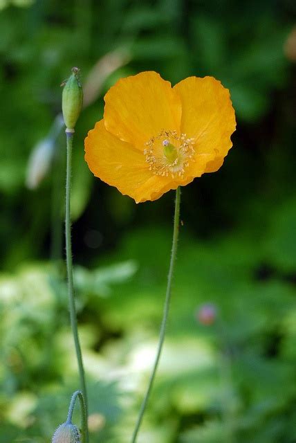 Arctic Poppy | Poppies, Arctic, Plants