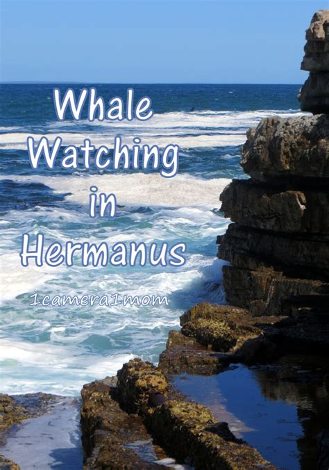 1camera1mom: Whale Watching in Hermanus