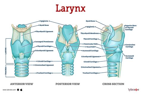 Larynx (Human Anatomy): Picture, Functions, Diseases, and Treatments