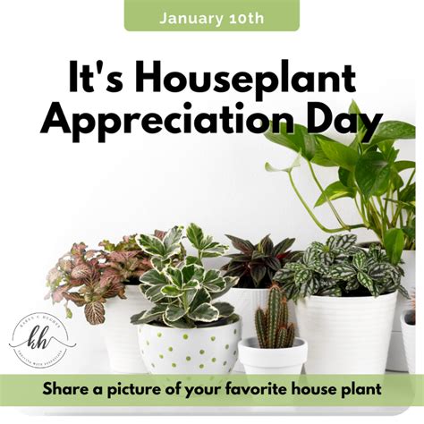 Houseplant Appreciation Day! | House plants, Plants, Houseplants