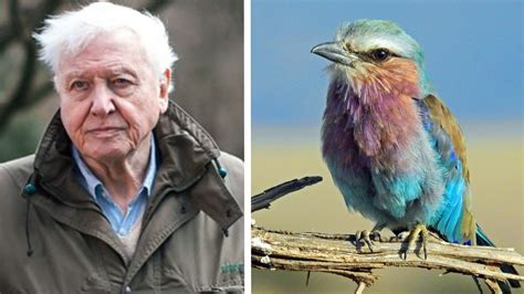 David Attenborough Is Teaching Kids About Wildlife Online