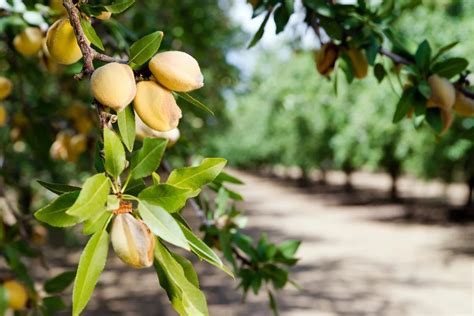 Why Won't My Almond Tree Fruit - Reasons For No Nuts On An Almond Tree