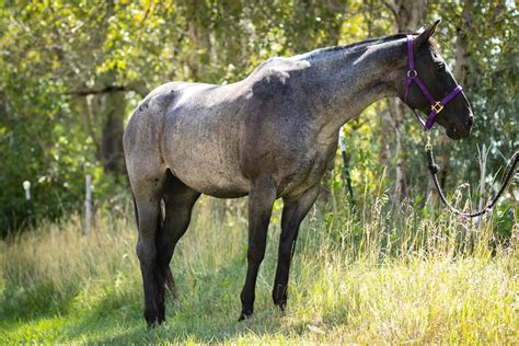 Roan Horse Guide: Colors, Genetics & Pictures