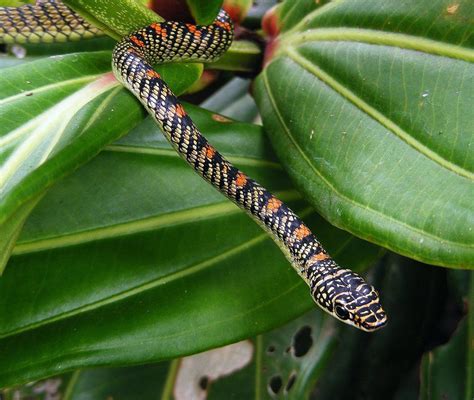 Paradise Flying Snake - Chrysopelea paradisi variabilis Amphibians ...