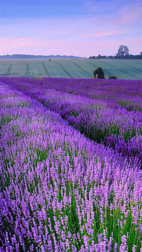 Norfolk England | Norfolk lavender, Lavender fields, Beautiful nature