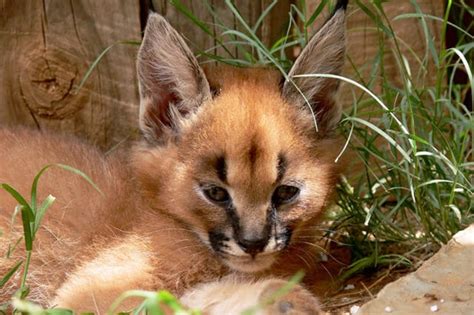 Caracal - Description, Habitat, Image, Diet, and Interesting Facts