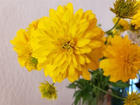 Golden Glow, a fantastic, perennial, easy to grow cutting flower