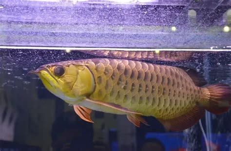 Asian Arowana 101: Care, Diet, Tank Size, Tank Mates & More - Aquarium Part