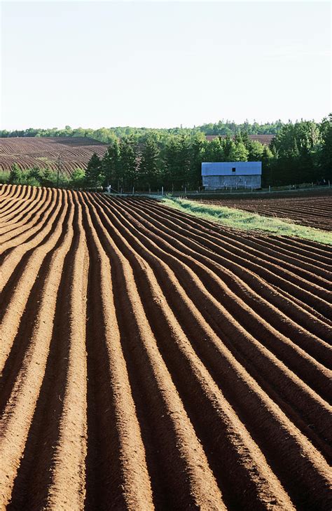 Potato Farm Photograph by Lionel Stevenson - Fine Art America