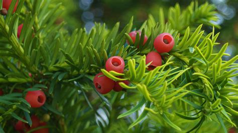 Yew Shrub Leaves